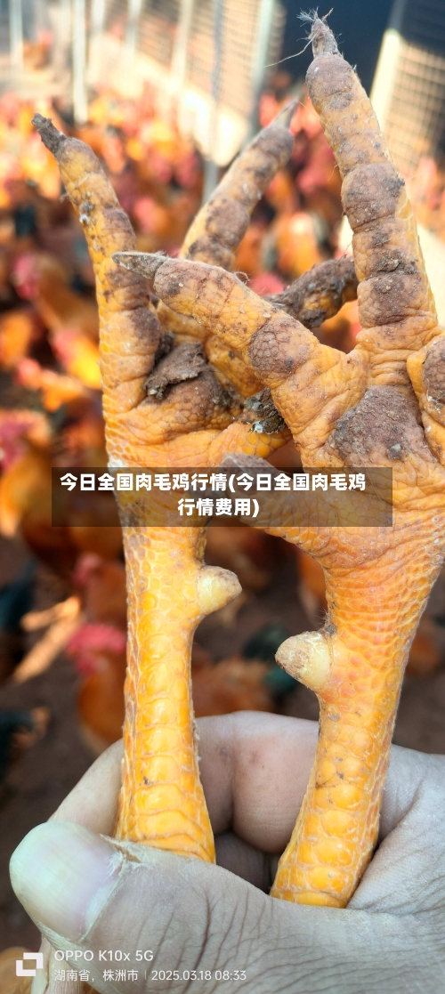 今日全国肉毛鸡行情(今日全国肉毛鸡行情费用)