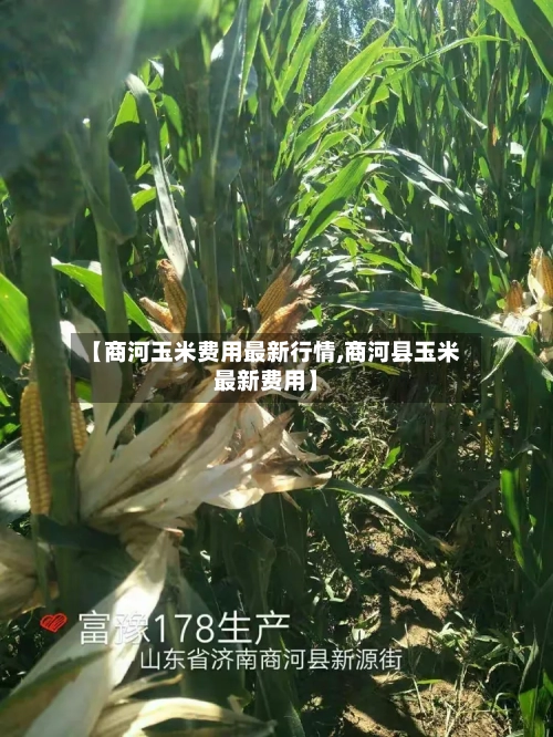 【商河玉米费用最新行情,商河县玉米最新费用】-第2张图片