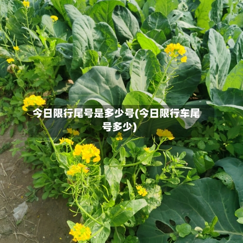 今日限行尾号是多少号(今日限行车尾号多少)