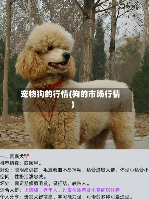 宠物狗的行情(狗的市场行情)-第2张图片