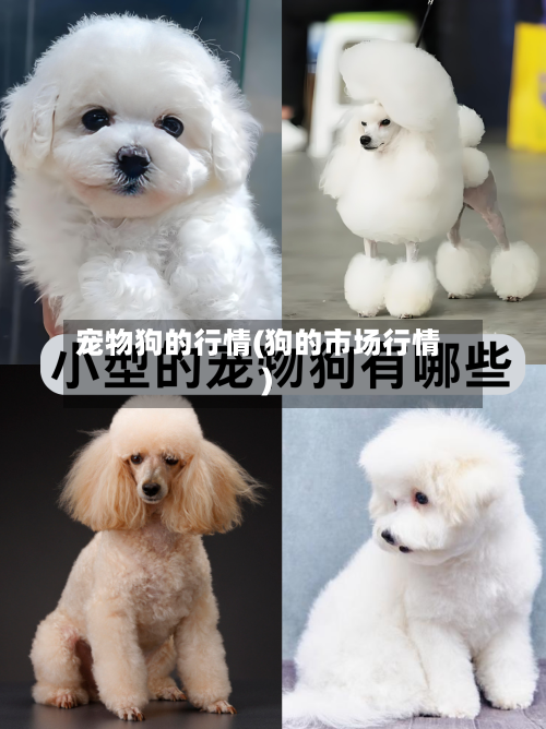 宠物狗的行情(狗的市场行情)