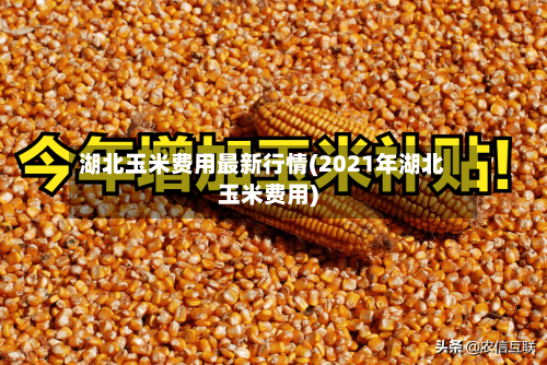 湖北玉米费用最新行情(2021年湖北玉米费用)-第2张图片