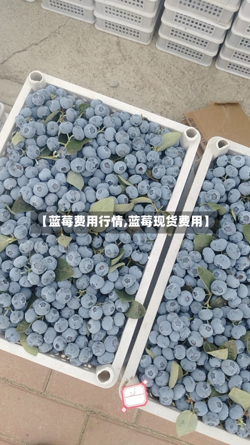 【蓝莓费用行情,蓝莓现货费用】-第3张图片