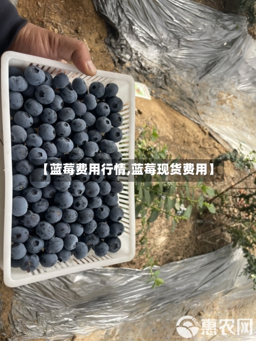 【蓝莓费用行情,蓝莓现货费用】