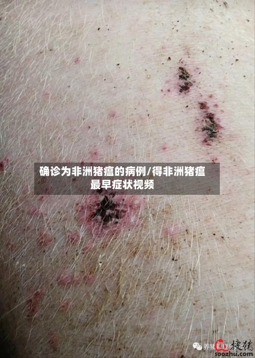 确诊为非洲猪瘟的病例/得非洲猪瘟最早症状视频