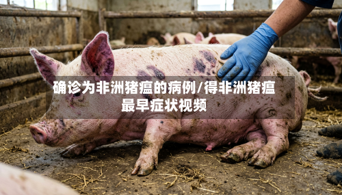 确诊为非洲猪瘟的病例/得非洲猪瘟最早症状视频-第2张图片