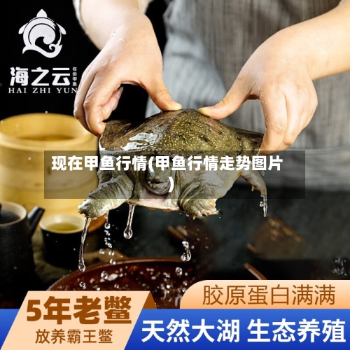 现在甲鱼行情(甲鱼行情走势图片)