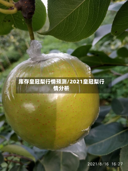 库存皇冠梨行情预测/2021皇冠梨行情分析